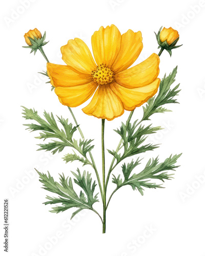 Yellow Cosmos flower isolated watercolor illustration. Generative AI.