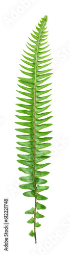 Fern isolated on transparency background