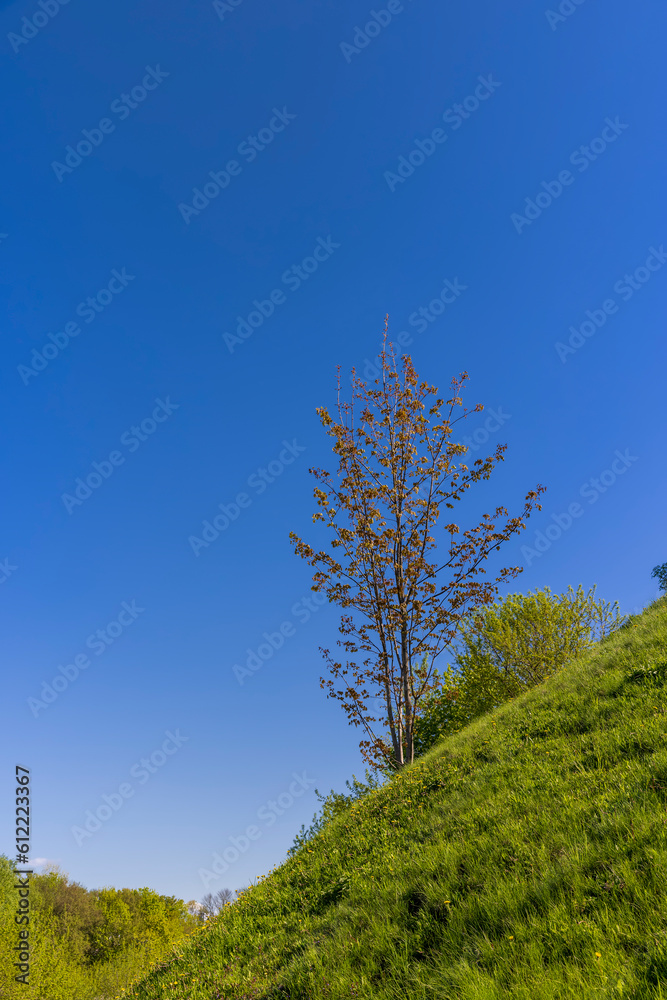 green young foliage of spring maples green young foliage of spring maples