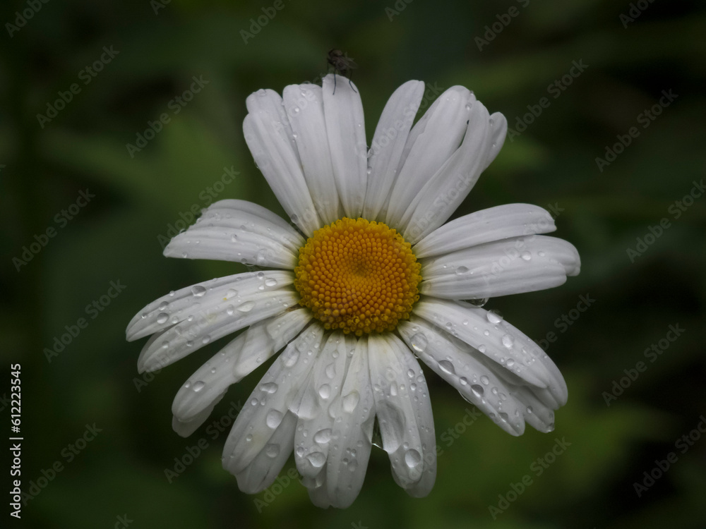 Photo of a wet white chamomile flower after rain Photo of a wet white chamomile flower after rain