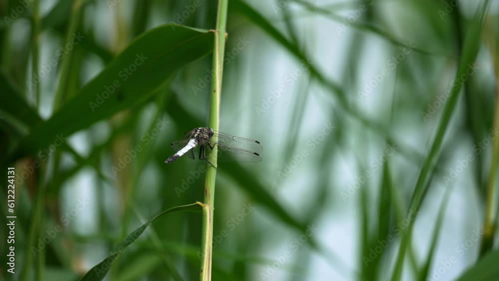 Close-up of a dragonfly with beautiful transparent wings on a grass stalk. The flying insect rests sitting on the grass. Close-up of a dragonfly with beautiful transparent wings on a grass stalk. The flying insect rests sitting on the grass.