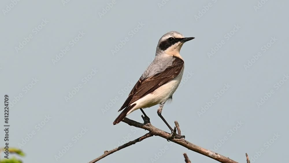 Northern Wheatear Oenanthe oenanthe, in the wild. Close up. Northern Wheatear Oenanthe oenanthe, in the wild. Close up.