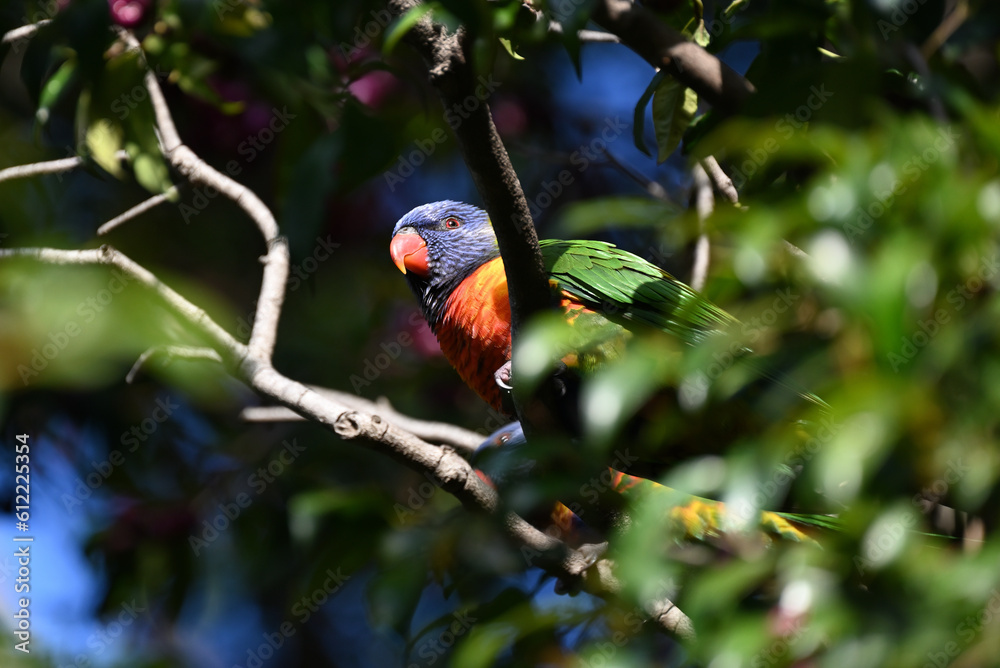 A rainbow lorikeet looking into the distance from its perch high up in a tree, as another rainbow lorikeet, partially obscured, moves about behind it A rainbow lorikeet looking into the distance from its perch high up in a tree, as another rainbow lorikeet, partially obscured, moves about behind it
