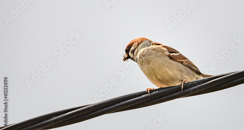 Ptak Mazurek siedzący na liniach telefonicznych 