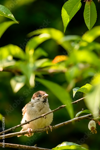 Wróbel mazurek ptak portret, pisklak siedzący na gałązce 