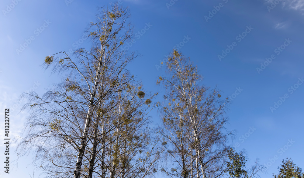 Tall birch trees in early spring without foliage Tall birch trees in early spring without foliage