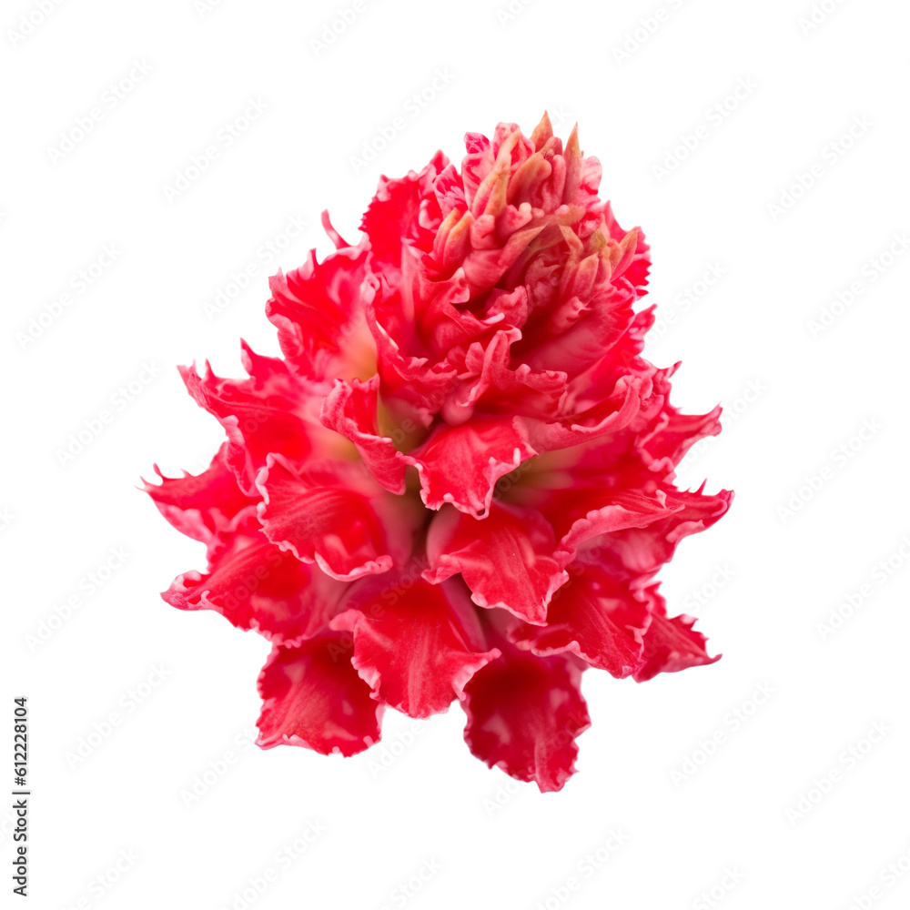 front view of Cockscomb flower isolated on a transparent white background front view of Cockscomb flower isolated on a transparent white background