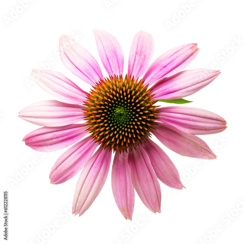 front view of Coneflower flower isolated on a transparent white background 