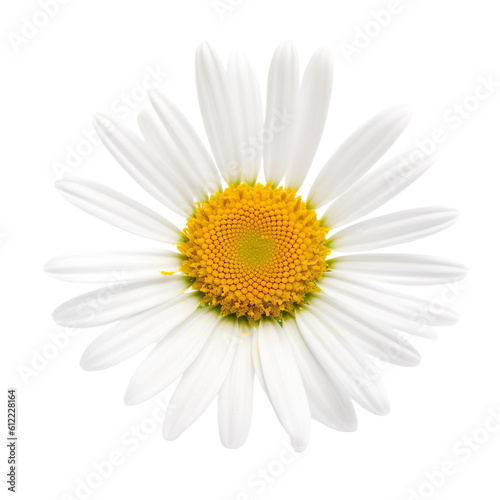 front view of Daisy flower isolated on a transparent white background 