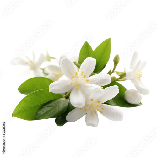 front view of Jasmine flower isolated on a white transparent background © SuperPixel Inc