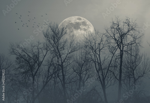 Scary dry trees and moon: horror background © stokkete