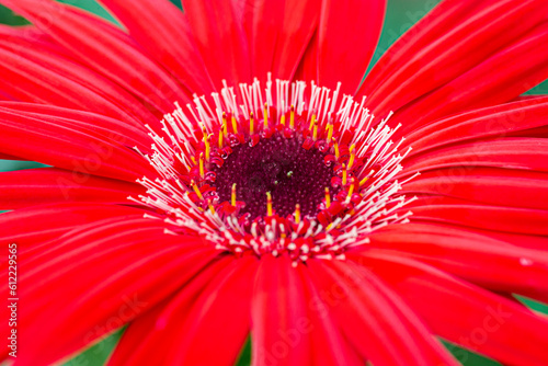 Beautiful Red Isolated Macro Shot of Gerbera of Gelios Sort Flower Herbera.