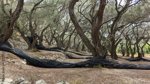 Olive forest