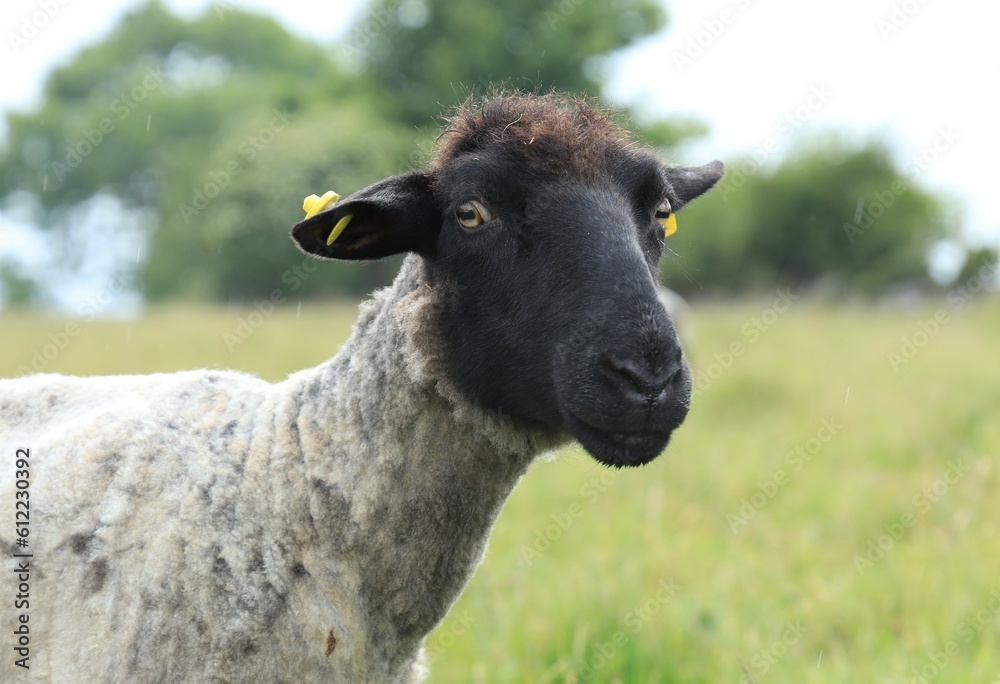Closeup of Suffolk breed ewe sheep in rain on farmland in rural Ireland