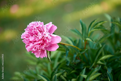 Blooming pink peony bush in garden
