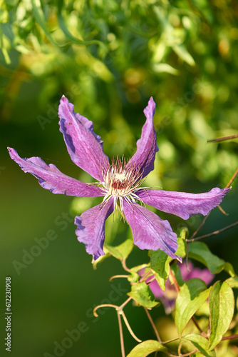 Big pink clematis flower; Shallow depth of field; Focus on center of flower 