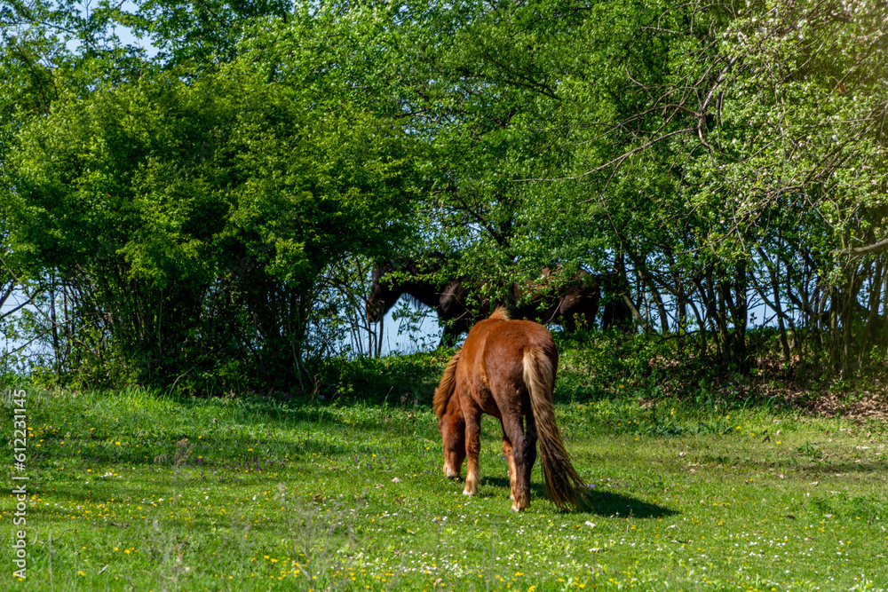Naklejka premium Horses grazing in the meadow, Poland.
