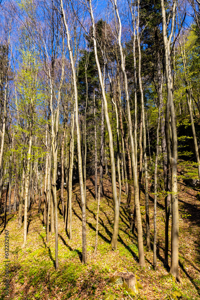 Spring forest thicket in Saspowska Valley nature park and reserve along Saspowka creek within Jura Krakowsko-Czestochowska Jurassic upland near Cracow in Lesser Poland Spring forest thicket in Saspowska Valley nature park and reserve along Saspowka creek within Jura Krakowsko-Czestochowska Jurassic upland near Cracow in Lesser Poland