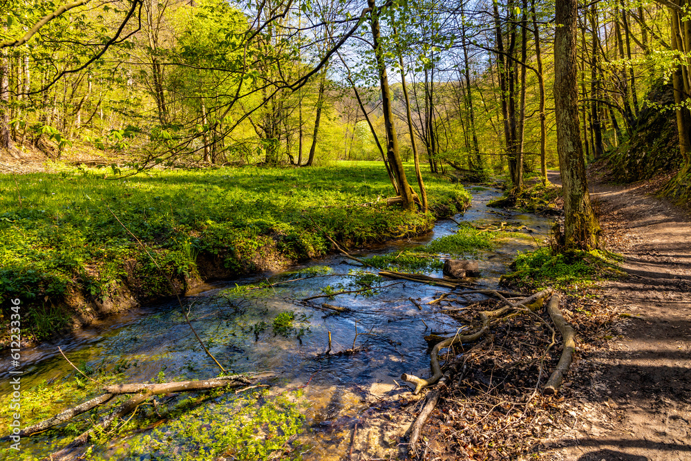 Saspowka creek in Saspowska Valley nature park and reserve in spring season within Jura Krakowsko-Czestochowska Jurassic upland near Cracow in Lesser Poland - obrazy, fototapety, plakaty 
