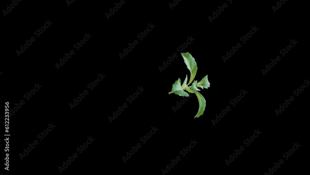 Steviol Glycosides Steviol Glycosides
