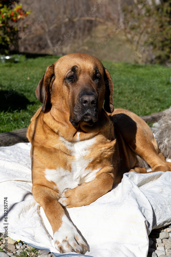 Beautiful, proud female Broholmer dog portrait, Danish heritage breed, catching some sun outdoor in a sunny spring day.