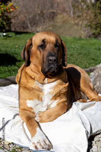Beautiful, proud female Broholmer dog portrait, Danish heritage breed, catching some sun outdoor in a sunny spring day. © laura