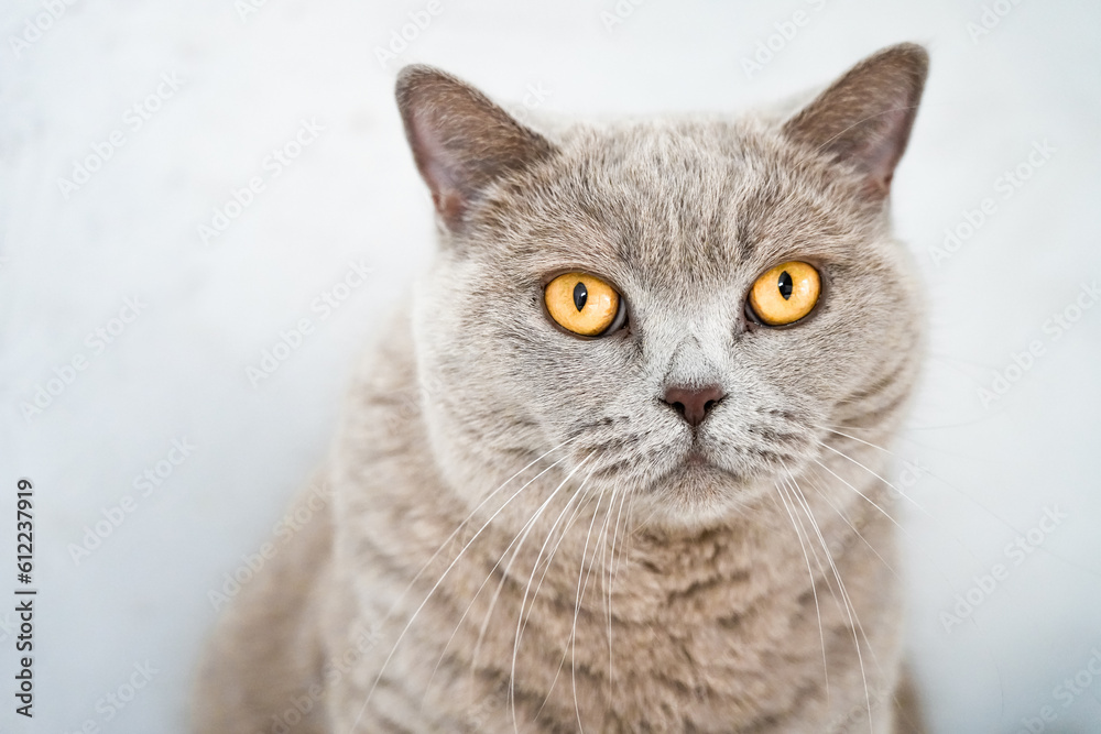 Portrait of a cat with gray fur and yellow eyes. Like British Shorthair. Animal close-up.
