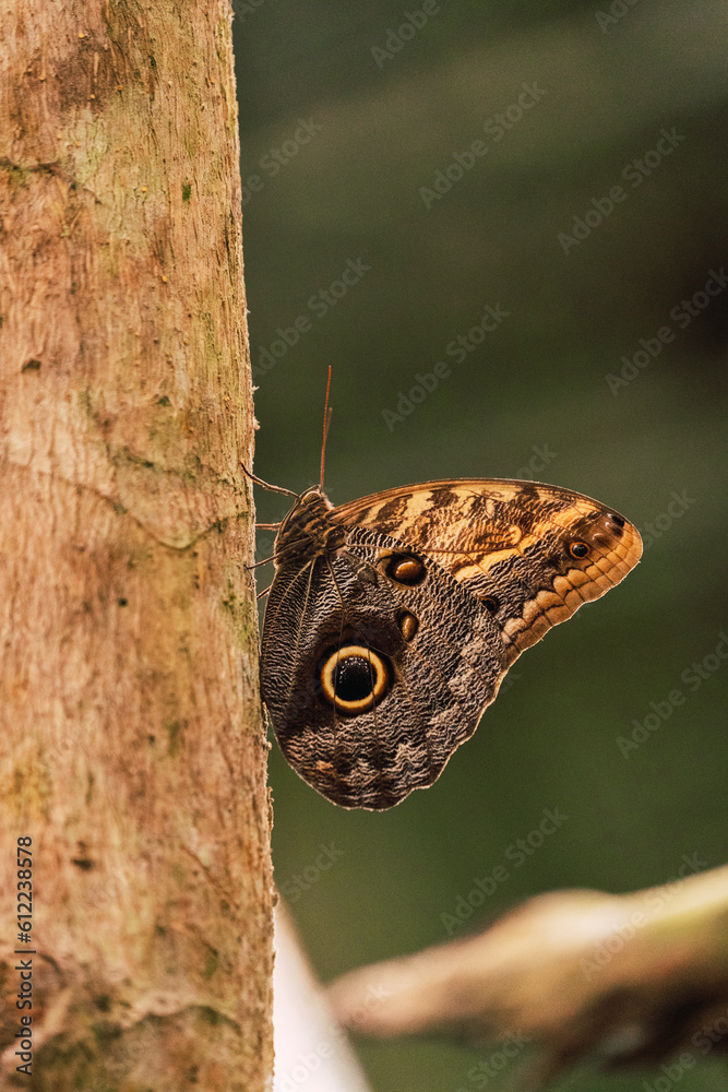 Brown butterfly on branch of tree in forest Brown butterfly on branch of tree in forest