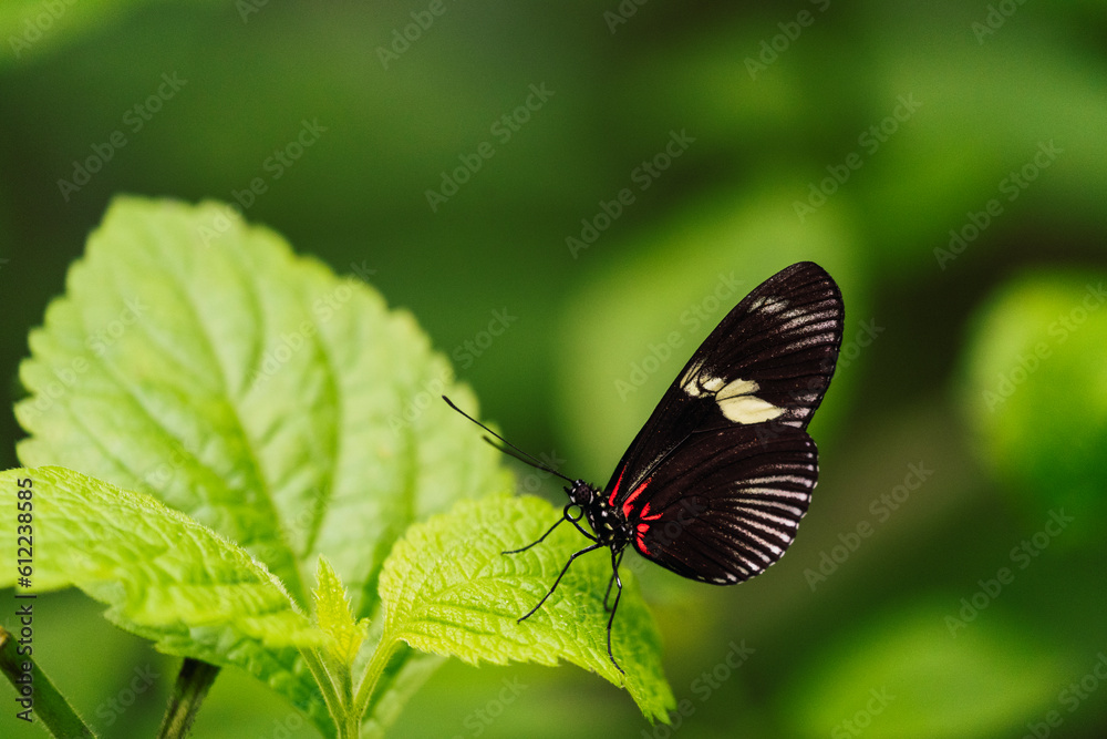 Sara longwing butterfly sitting on fresh green leaf in forest Sara longwing butterfly sitting on fresh green leaf in forest