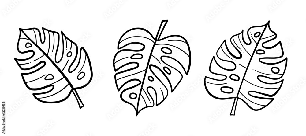 Line art tropical Monstera vector leaves Line art tropical Monstera vector leaves