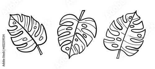 Line art tropical Monstera vector leaves