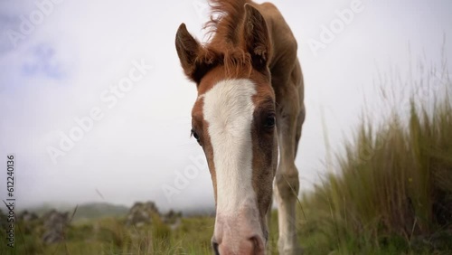 Get ready for an enchanting slow motion encounter as a playful and curious filly captures the camera's attention. photo