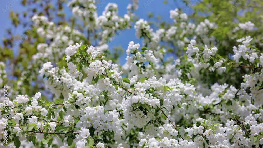 Gentle white flowers romantic apple tree branch waving wind spring garden plant blue sky slow motion Gentle white flowers romantic apple tree branch waving wind spring garden plant blue sky slow motion