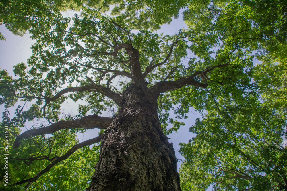 Fototapeta premium Tree in the park. Green tree in the forest. Dense forest
