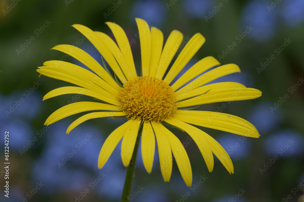 Leopards Bane with blue background Leopards Bane with blue background