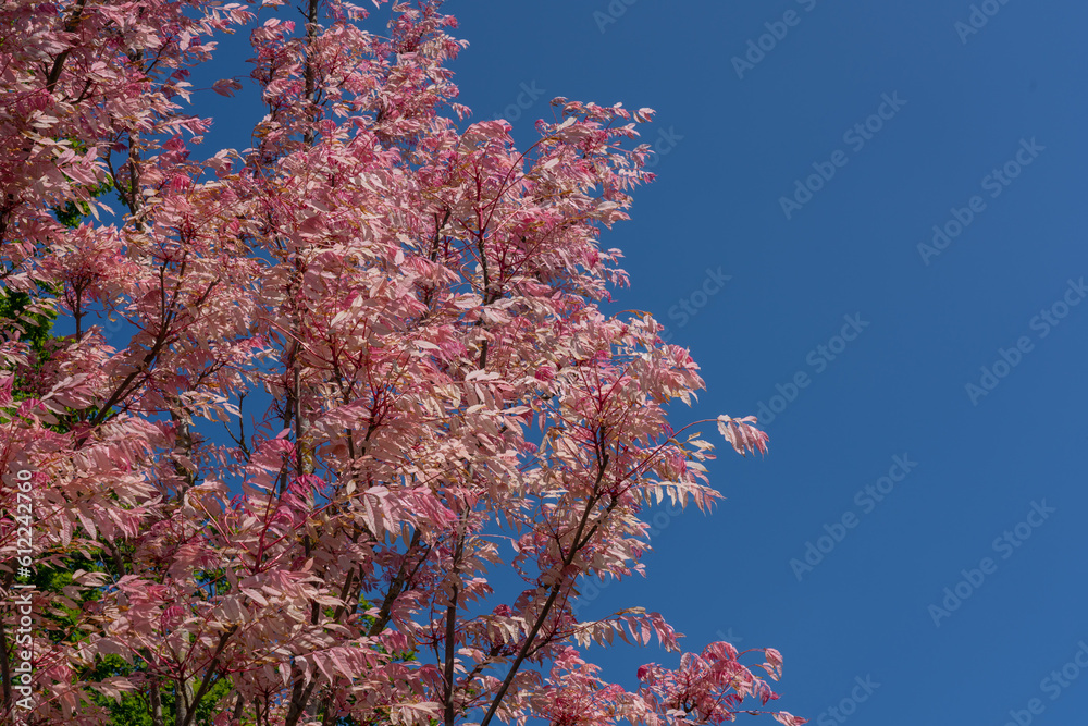 Toona Sinensis Flamingo tree, commonly known as Chinese Cedar Flamingo, a truly unique tree with splendid bright pink foliage.