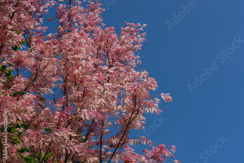 Toona Sinensis Flamingo tree, commonly known as Chinese Cedar Flamingo, a truly unique tree with splendid bright pink foliage.