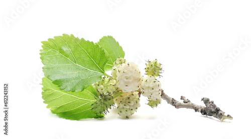 Fresh white mulberry fruit with leaves isolated on white  