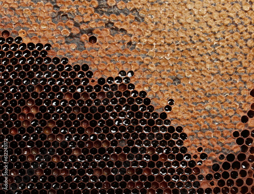 Honeycomb with honey, background and texture