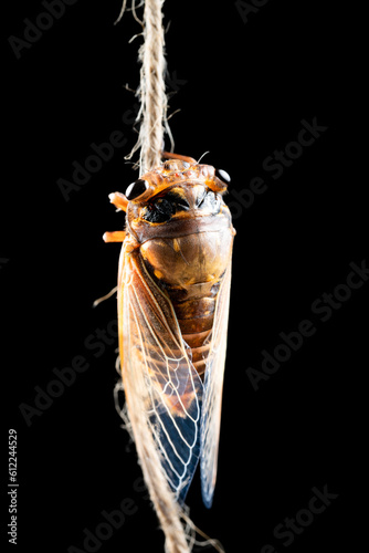 cicada just dehulled and came out from the shell in about one hour time vertical composition photo