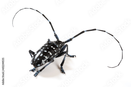 angle view longicorn on a white background