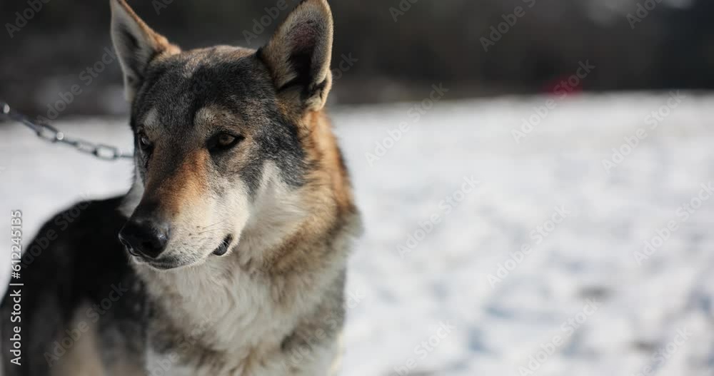 Timber wolf or dog in snow on chain. Illegal capture of animals vídeo