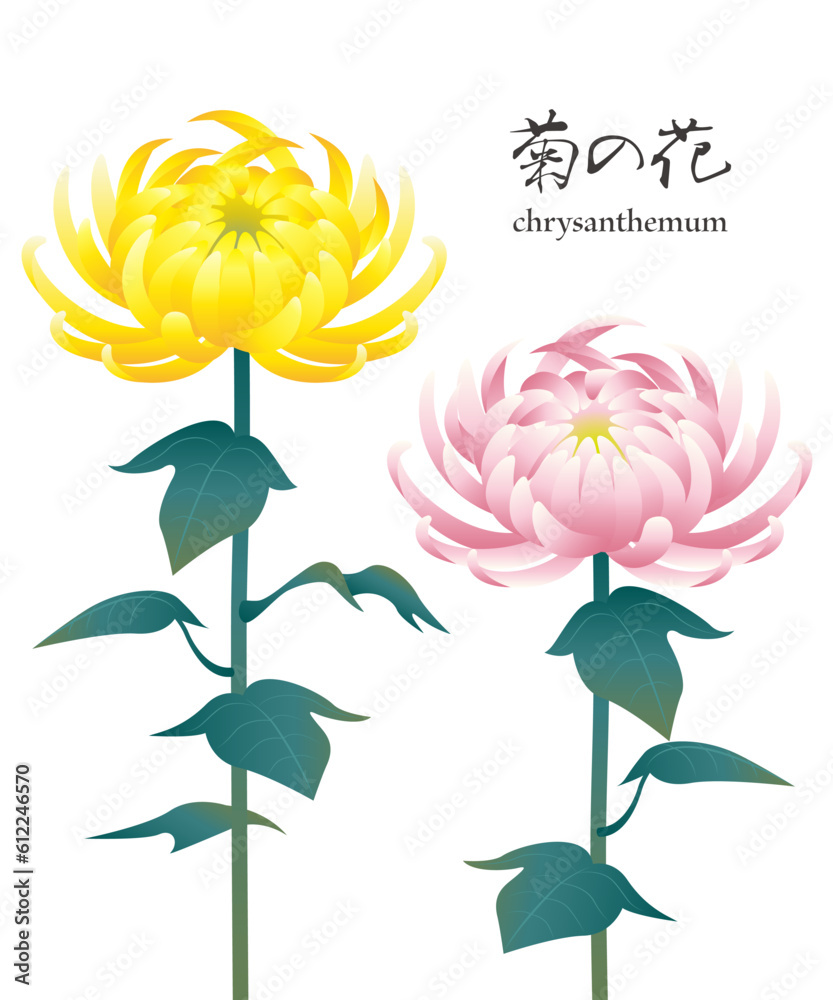 菊の花の画像