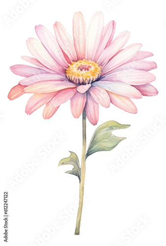 Pink Daisy Flower isolated watercolor illustration. Generative AI.