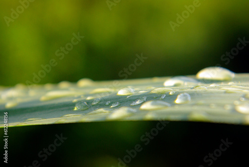 Wassertropfen auf Yucca-Palme photo