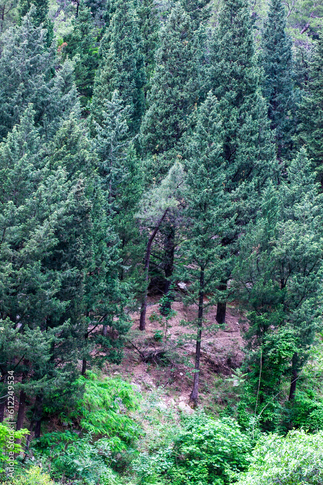 Naklejka premium trail in the woods