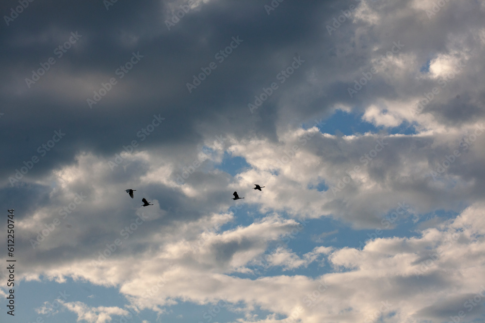 ornithological reserve...birds in a dramatic sky ornithological reserve...birds in a dramatic sky