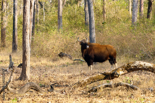 The gaur (Bos gaurus), also known as the Indian bison, a large cow on the road in a dry deciduous tropical forest.With a lot of flies around the head and back. photo
