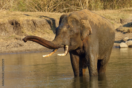 The Indian elephant  Elephas maximus indicus   a large tusker bathing in a forest watering hole. A large Indian elephant bull in a typical South Indian environment.