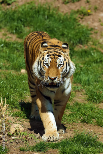 The Siberian tiger  Panthera tigris tigris   also called the Amur tiger  Panthera tigris altaica  portrait on a dark background. Beautiful male Siberian tiger in warm summer.